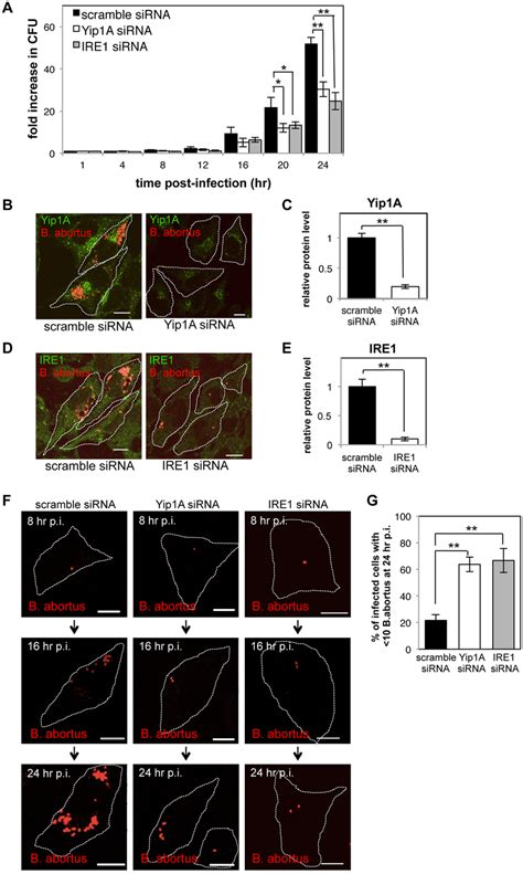 Yip A Knockdown Results In Deficient Replication Of B Abortus Within