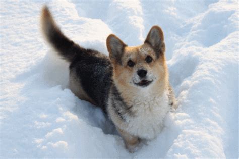 Dog Snow GIF - Find & Share on GIPHY