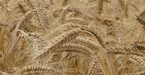 Sovecon Raises Forecast For Russia S 2022 23 Wheat Exports Esm Magazine