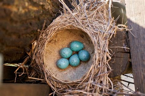 Thrush eggs in bird nest stock photo. Image of eggs, brown - 20179946