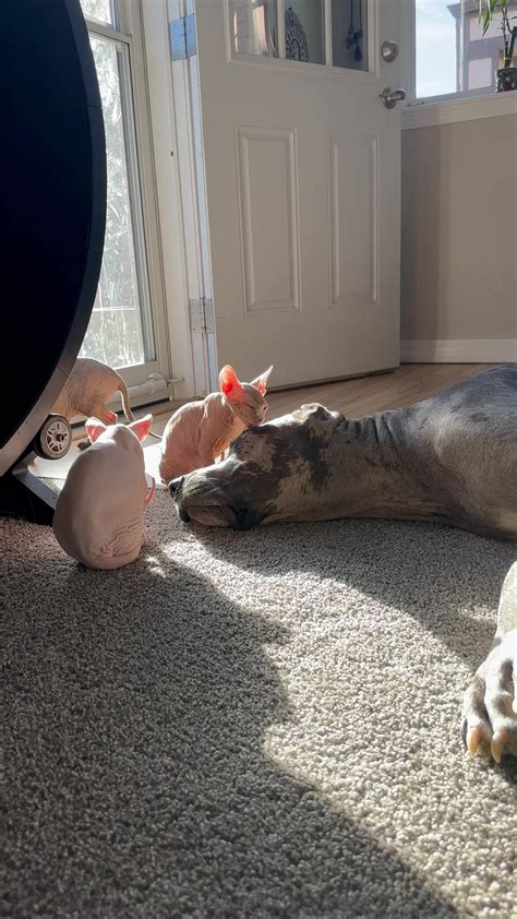 Great Dane Gets A Sphynx Bath