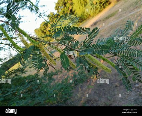 Kabuli kikar hi-res stock photography and images - Alamy