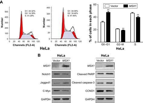 Ectopic Expression Of MSX1 Induced Cell Cycle G1 S Arrest And