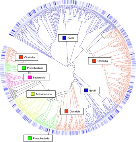 Cladogram Of Operational Taxonomic Units Otus Cladogram Illustrating