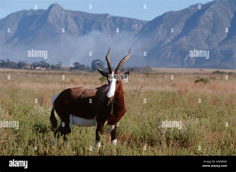 Bontebok Blesbok Damaliscus Dorcas Dorcas Eating South Africa