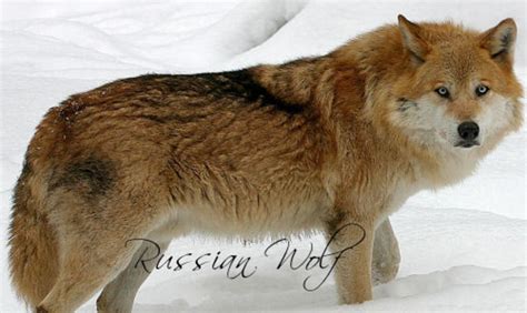 The 25 Wolves of the World | HubPages