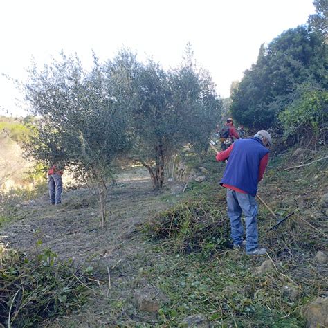 Taller Empleo Trabajos Forestales Mancomunitat Taula Del S Nia