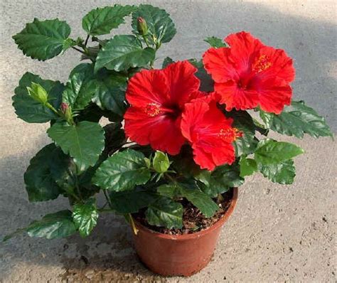 Hibiscus (Red ) - Live Plant - shrigram organics