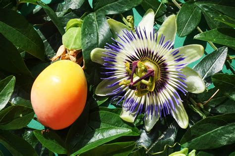 Passiflora Caerulea Plant Care Plantly