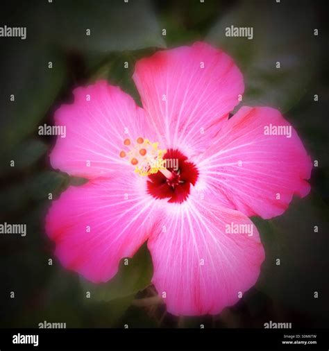 Rose Hibiscus Banque De Photographies Et Dimages à Haute Résolution