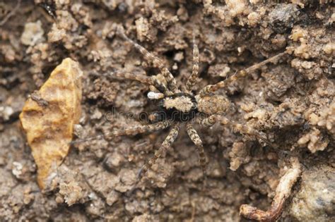 Ground Wolf Spider Dorsal Pardosa Sumatrana Satara Maharashtra Stock