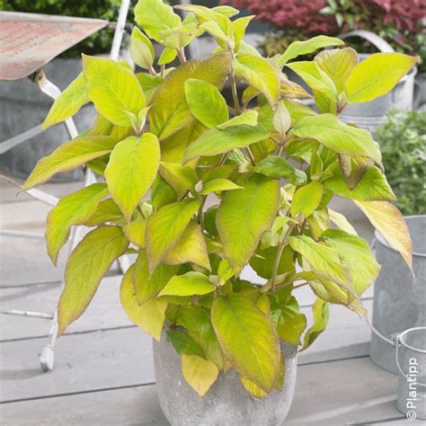 Hortensia Arbustif Goldrush Silence A Pousse