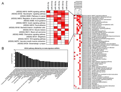 Pathway Enrichment Analysis Of Predicted Targets Of Dems A Heatmap