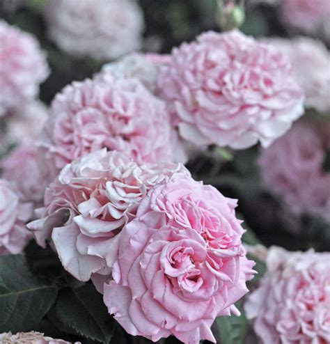 Ashley® | Szkółka Róż ROSARIUM