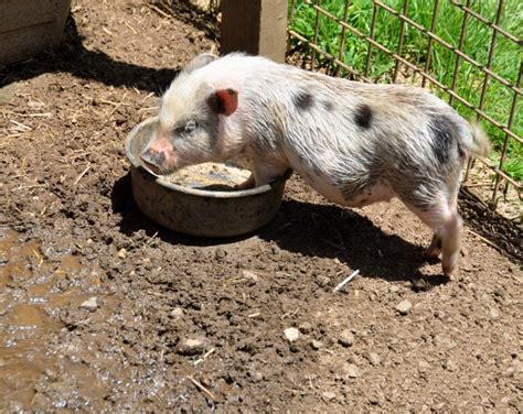 Pig Feeding At Farm Free Stock Photo Public Domain Pictures