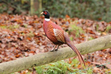 Cock Pheasant On A Fence Penny Roberts Flickr