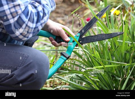 Cutting Grass With Scissors Hi Res Stock Photography And Images Alamy