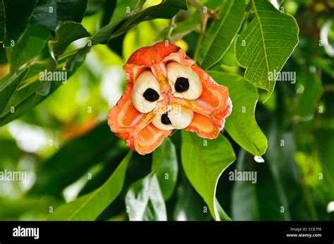 Ackee Vegetable Brain Achee Akee Apple Or Akee Blighia Sapida