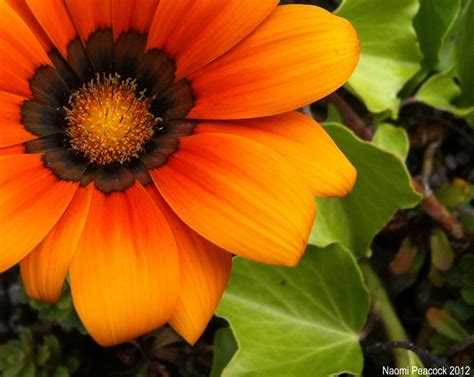 Gallery For > Orange Flower Photography