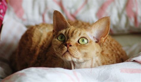 15 Orange Cat Breeds You Should Know – PureWow