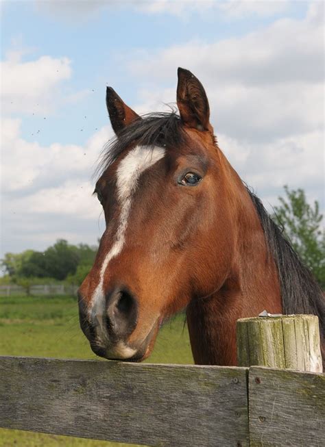 Gabriel, the Blind Horse