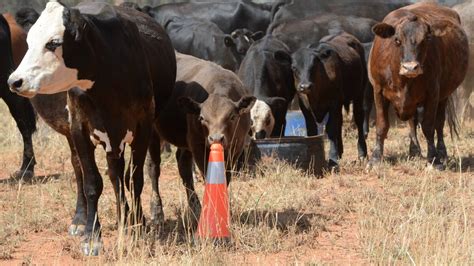 Self herding techniques taking off across the country | The Land | NSW