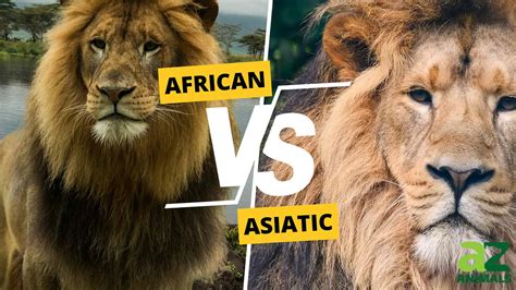 Understanding The Two Lion Subspecies (Asiatic and African Lions) - A-Z ...