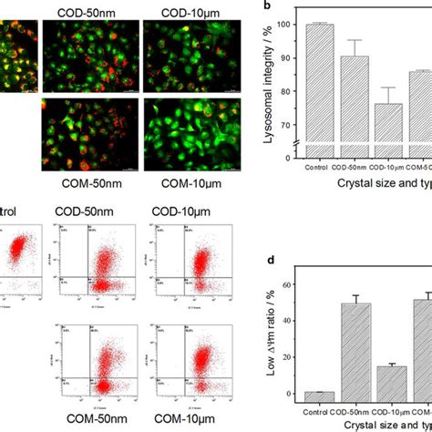 Lysosomal Integrity Observation And Mitochondrial Membrane Potential