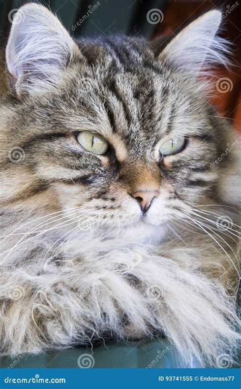 Brown Long Haired Cat Of Siberian Breed Male Stock Image Image Of