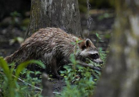 GREAT OUTDOORS: Sick raccoon calls likely not rabies | Sandusky ...