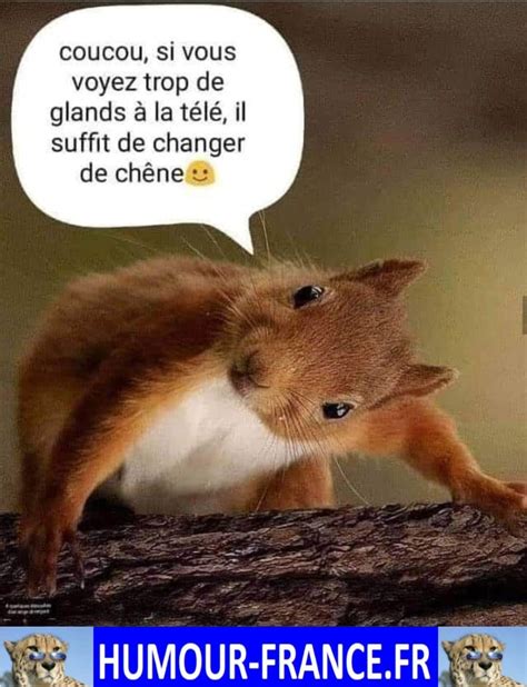 Coucou si vous voyer trop de gland à la télé Humour France fr