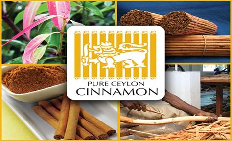 Ceylon Cinnamon Ceylon Tea To Be Recognised As Geographical