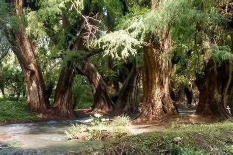 AHUEHUETE TODO SOBRE ESTE ÁRBOL ORIGINARIO DE MÉXICO