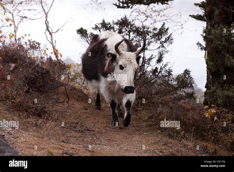 Yak Animal Hi Res Stock Photography And Images Alamy