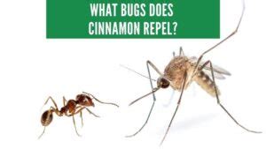 Cinnamon Insect Repellent Repel Ants Roaches Mosquitoes More