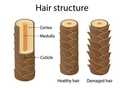 Hair Structure Layer Cartoon Style Illustration Vector Art At