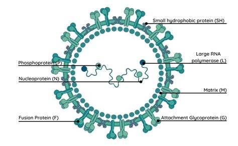 Covid 19 Flu And Rsv What Makes Them Different