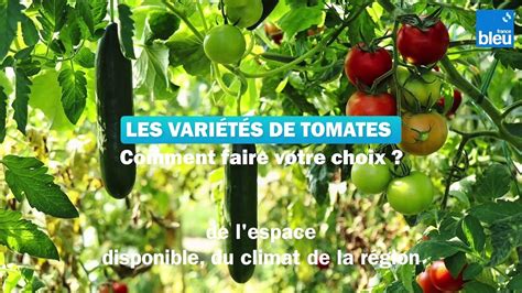 Roland Motte Jardinier Quelle Vari T De Tomate Choisir Vid O