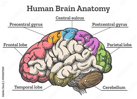 Human brain anatomy diagram. Sections of head brain vector illustration ...