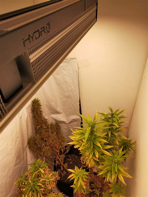 Royal Queen Seeds Royal Runtz 3 Grow Diary Journal Week8 By Smokwiri