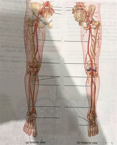 Major Arteries Of Pelvis And Lower Extremities Diagram Quizlet