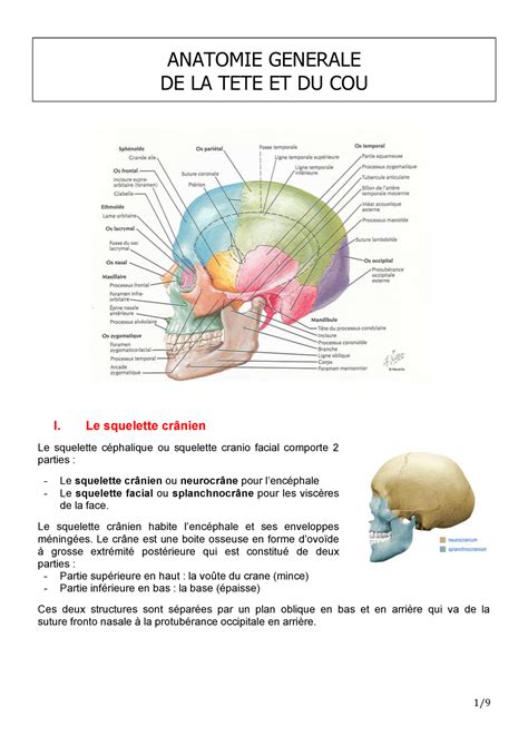 UE5 Anatomie générale du squelette crânien tête et cou ANATOMIE