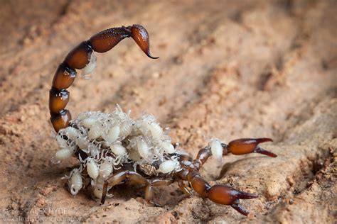 Scorpion Bothriurus Picunche Mother With Babies Alex Hyde