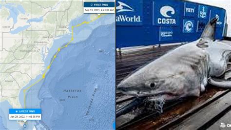 11 Foot Great White Shark Pings Off The Coast Of Florida Nbc 6 South