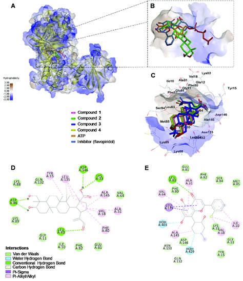 A Binding Modes Of The Compounds Under Study Into CDK1 Cyclin B Csk2