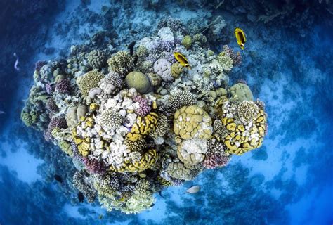 Restoring Coral Reefs By Hedging Our Bets Pursuit By The University