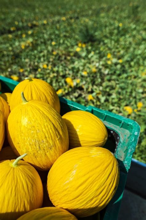 Verschillende Soorten Meloenen Hemels Thuis