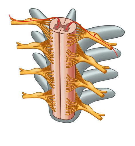 Nociceptors - Labster