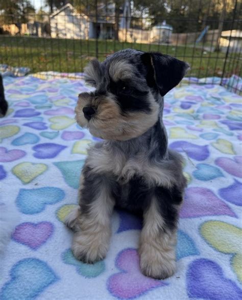 Beautiful Schnauzer Puppies Wants A New Home Town Of Monroeville For