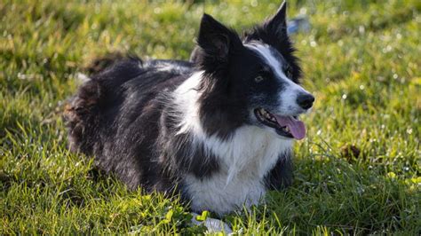 C Mo Ense Ar A Ir Al Ba O A Los Border Collies